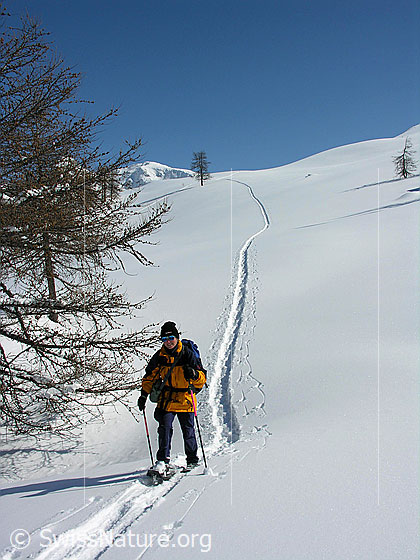 Foto: Schneeschuhläuferin unterwegs in Winterlandschaft.