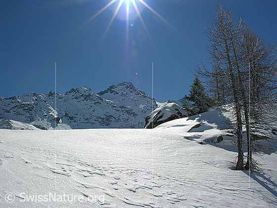 Foto: Winterlandschaft mit Lärchen unterhalb Mässersee. Schwarzhorn.