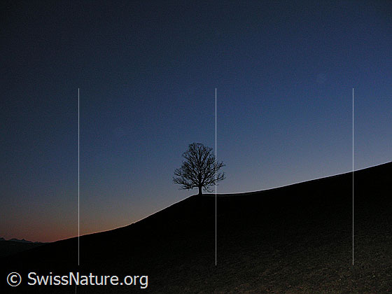 Foto: Abendstimmung mit Baum.