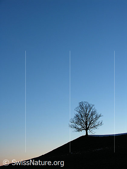 Foto: Abendstimmung mit Baum.