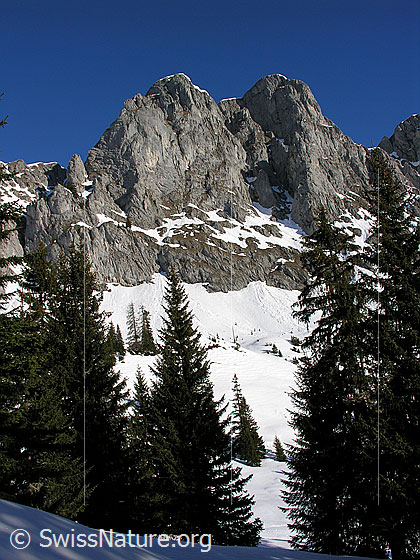 Foto: Im Aufstieg über das Alpetli zum Ankestock. Blick durch lichten Bergwald zu den Felstürmen des Seehore.