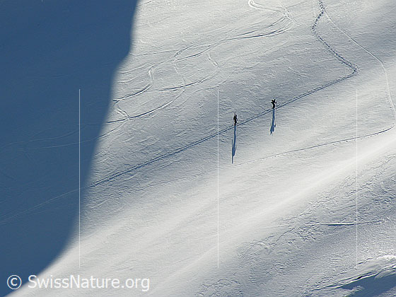 Foto: Skitourenfahrer und Schneeschuhläufer mit Snowboard am Rücken im Aufstieg über die Wildgrimmi. Der Schattenwurf, die Aufstiegsspur und alte Abfahrtsspuren sind gut erkennbar.