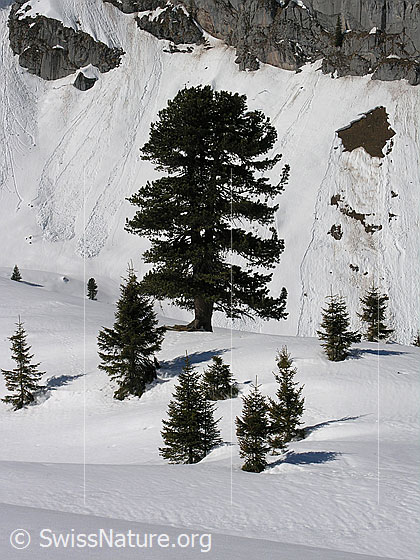 Foto: Im Abstieg vom Ankestock. Stattliche Föhre und einzelne Tannen an der Waldgrenze auf dem schneebedeckten Alpetli. Im Hintergrund ist ein Schneerutsch zu sehen.
