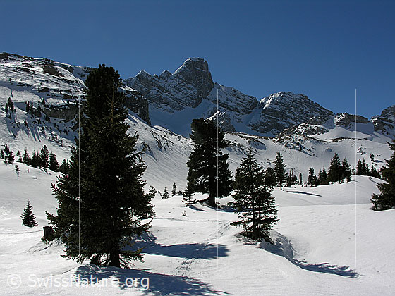 Foto: Im Abstieg vom Ankestock. Schneebedeckte Landschaft mit lichtem Bergwald auf dem Alpetli. Im Hintergrund die Hinderi-Spillgerte und die Vorderi-Spillgerte.