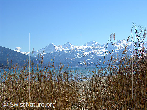 Foto: Blick durch das Schilfgras am Ufer über den Thunersee Richtung Berner Alpen mit Eiger, Mönch und Jungfrau.