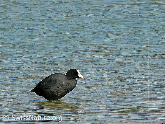 Foto: Blässhuhn im Thunersee.
Lat.: Fulica atra
Familie: Wasservögel
