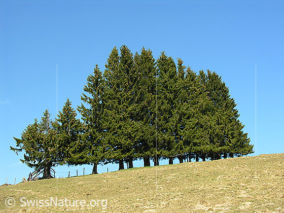 Foto: Tannen auf Wiese, welche in einer exakten Reihe angeordnet sind.