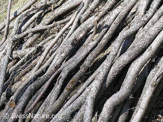 Foto: Aufgeschichtete Holzäste, Ausschnitt