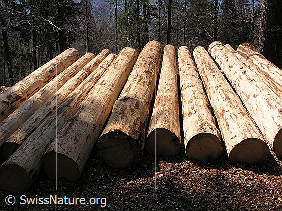 Foto: Am Boden liegende Baumstämme. Die Rinde wurde bereits entfernt.
