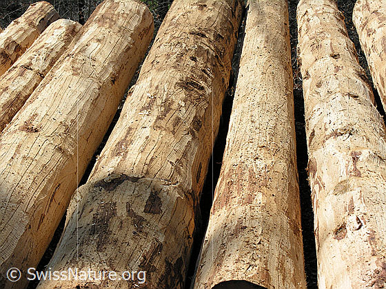 Foto: Am Boden liegende Baumstämme. Die Rinde wurde bereits entfernt. Ausschnitt.