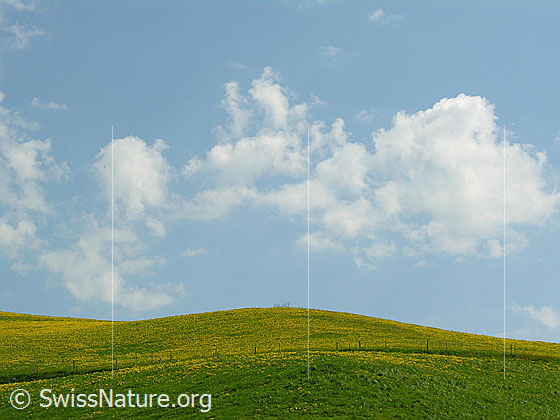 Foto: Wiese mit blühendem Löwenzahn, blauer Himmel mit weissen Wolken.