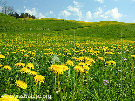 Foto: Wiese mit blühendem Löwenzahn, blauer Himmel mit weissen Wolken.
