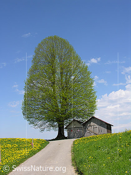 Foto: Strasse, welche auf eine schön geformte Linde zuführt. Neben der Linde stehen zwei Hütten. Wiese mit blühendem Löwenzahn, blauer Himmel mit weissen Wolken.