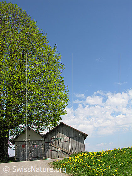 Foto: Strasse, welche auf eine schön geformte Linde zuführt. Neben der Linde stehen zwei Hütten. Wiese mit blühendem Löwenzahn, blauer Himmel mit weissen Wolken.