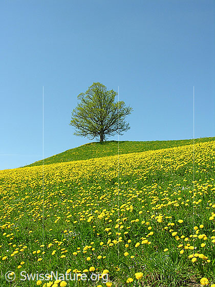 Foto: Baum (Linde) in zartem Grün auf Hügel. Davor Wiese mit blühendem Löwenzahn. Blauer Himmel.