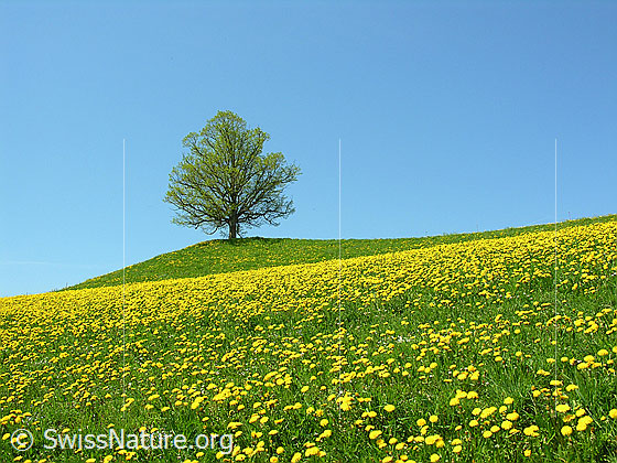 Foto: Baum (Linde) in zartem Grün auf Hügel. Davor Wiese mit blühendem Löwenzahn. Blauer Himmel.
