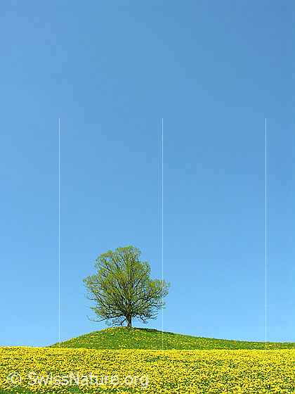 Foto: Baum (Linde) in zartem Grün auf Hügel. Davor Wiese mit blühendem Löwenzahn. Blauer Himmel.