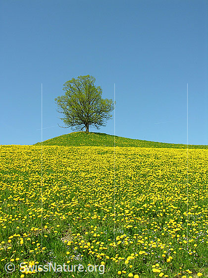 Foto: Baum (Linde) in zartem Grün auf Hügel. Davor Wiese mit blühendem Löwenzahn. Blauer Himmel.