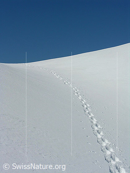 Foto: Schneeschuhspur am Gandhorn