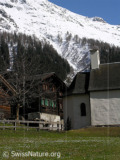 Foto: Imfeld. Haus und Kapelle. Davor Wiese mit Krokus.