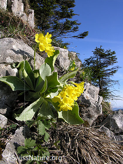 Foto: Flühblümchen auf Kalkfels.
Lat.: Primula auricula
Fam: Primulaceae