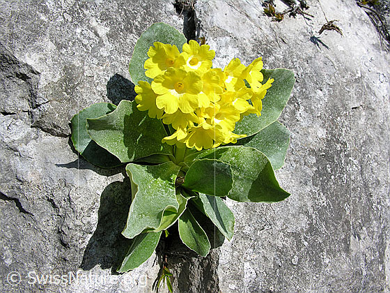 Foto: Flühblümchen auf Kalkfels.
Lat.: Primula auricula
Fam: Primulaceae