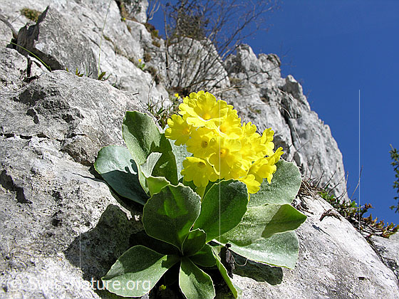 Flühblümchen auf Kalkfels