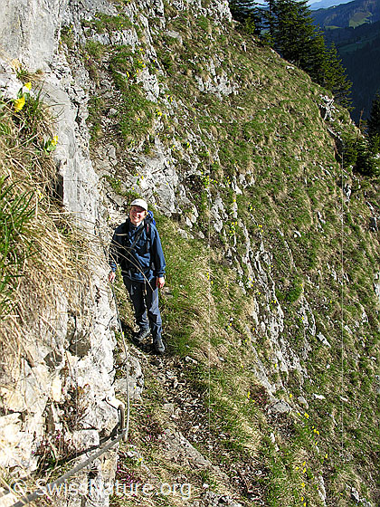 Foto: Im Aufstieg zum Hohgant: Alpinistin im gesicherten Quergang am Brünnligrind.