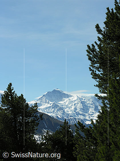 Foto: Im Gebiet der Hohganthütte: Blick von der Hohganthütte zur Jungfrau. Die Jungfrau wird umrahmt von Föhren.