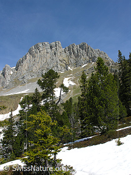Foto: Im Gebiet der Hohganthütte: Blick Richtung Furggengütsch. Zu sehen sind die Felstürme und Felswände, welche vom Furggengütsch gegen Süden abfallen. Davor lichter Föhrenwald.