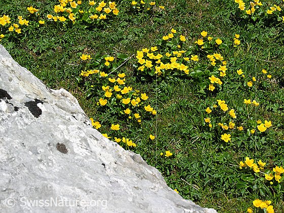 Foto: Sumpf-Dotterblumen im Kontrast zu Kalkfels.
Lat.: Caltha palustris
Familie: Ranunculaceae (Hahnenfussgewächse)