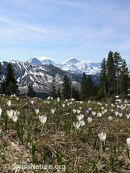Foto: Im Gebiet der Hohganthütte: Eiger, Mönch und Jungfrau. Davor eine Wiese mit Frühlings-Krokus und lichtem Wald.
Lat.: Crocus albiflorus
Familie: Iridaceae