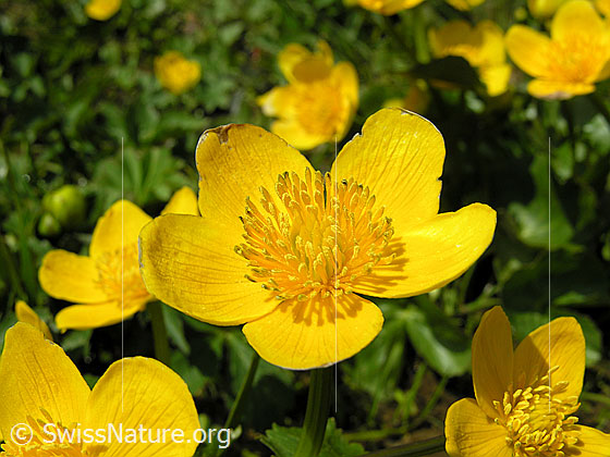 Foto: Sumpf-Dotterblumen, Blüte
Lat.: Caltha palustris
Familie: Ranunculaceae (Hahnenfussgewächse)