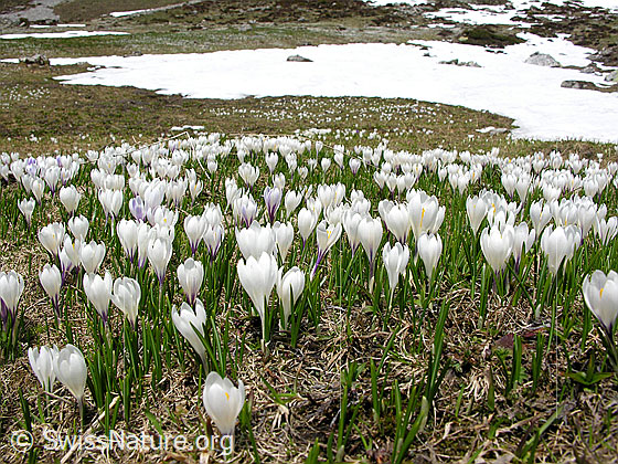 Foto: Alp Ällgäuli: Wiese mit vielen Frühlings-Krokus. 
Lat.: Crocus albiflorus
Familie: Iridaceae