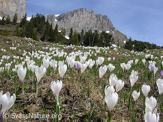 Foto: Alp Ällgäuli: Wiese mit vielen Frühlings-Krokus. Im Hintergrund der Furggengütsch mit seinen Felswänden.
Lat.: Crocus albiflorus
Familie: Iridaceae