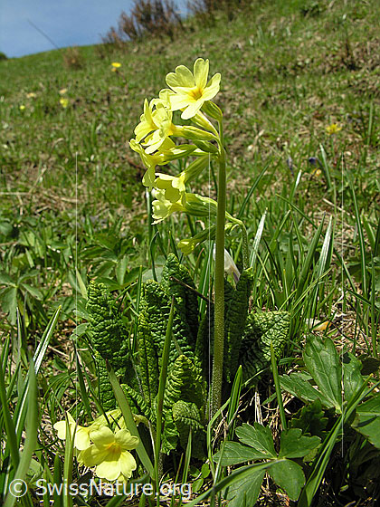 Foto: Wald-Schlüsselblume
Lat.: Primula elatior
Familie: Primulaceae