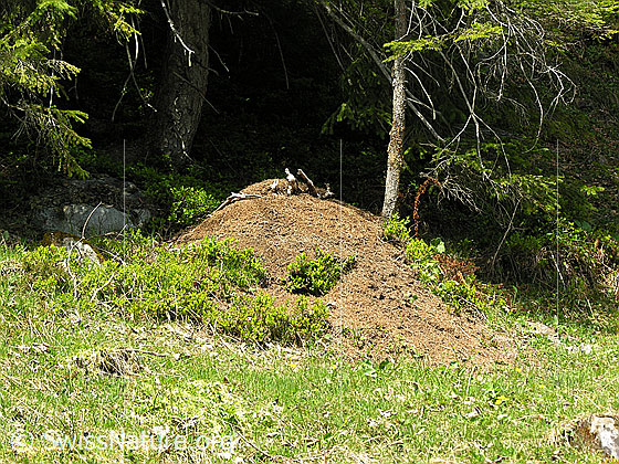 Foto: Ameisenhaufen