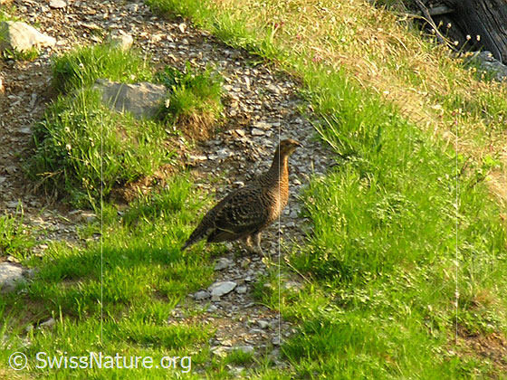 Foto: Birkhuhn (Lyrurus tetrix) auf Bergweg.
Lat.: Lyrurus tetrix, Syn.: Tetrao tetrix
Ordnung: Galliformes (Hühnervögel)
Familie: Phasianidae (Fasanenartige)
Unterfamilie: Phasianinae
Gattung: Lyrurus (Birkhühner)