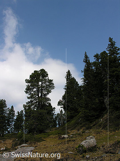 Foto: Lichter Föhrenwald im Seefeld.