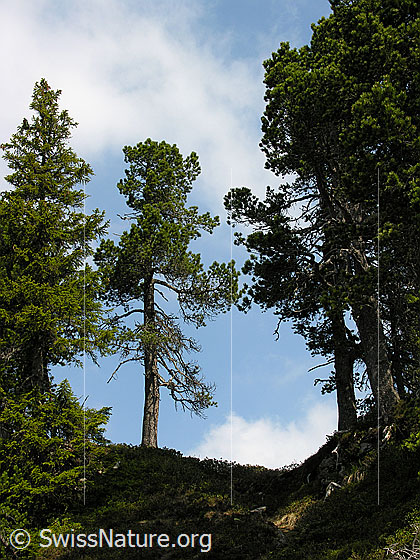 Foto: Lichter Föhrenwald im Seefeld.
