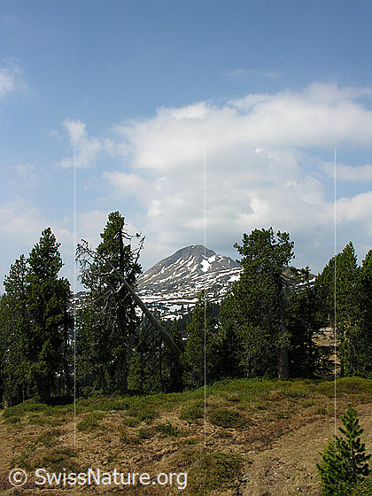 Foto: Lichter Föhrenwald im Seefeld. Blick zum Gemmenalphorn.