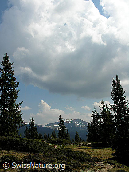 Foto: Lichter Wald und Moorgebiet im Seefeld. Blick zur Steinigi Matte.