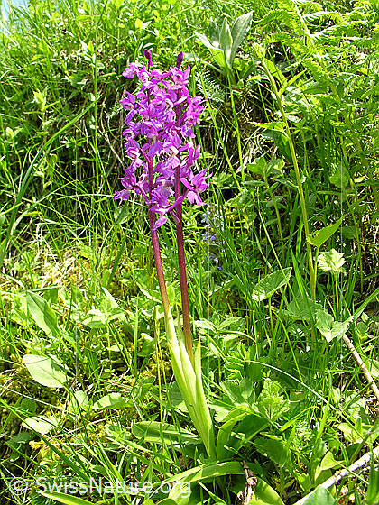 Foto: Männliches Knabenkraut
Lat.: Orchis mascula
Familie: Orchidaceae