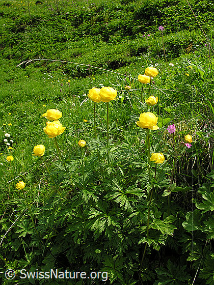Foto: Europäische Trollblume, Ankebälli
Lat.: Trollius europaeus
Familie: Ranunculaceae