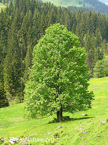 Foto: Grosser Berg-Ahorn bei Trüschhübel.
Lat.: Acer pseudoplantus
Familie: Aceraceae