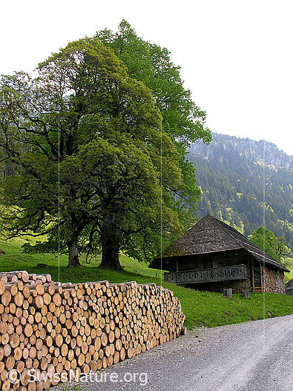 Foto: Aufgeschichtetes Rundholz, grosser Ahorn, Alphütte und Fahrstrasse bei Trüschhübel.