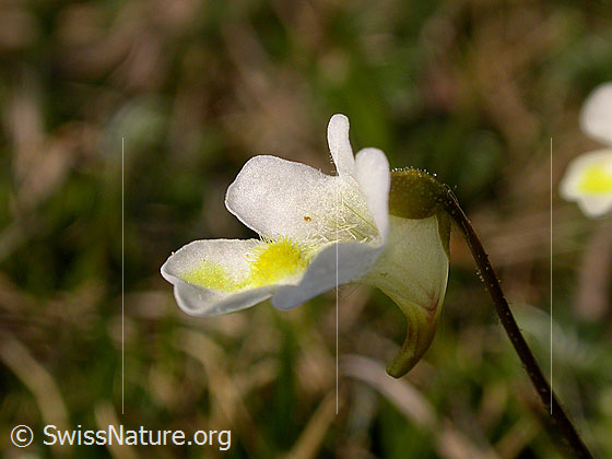 Foto: Alpen-Fettblatt, Blüte
Lat.: Pinguicula alpina
Familie: Lentibulariaceae (Wasserschlauchgewächse)
Gattung: Pinguicula (Fettkräuter)