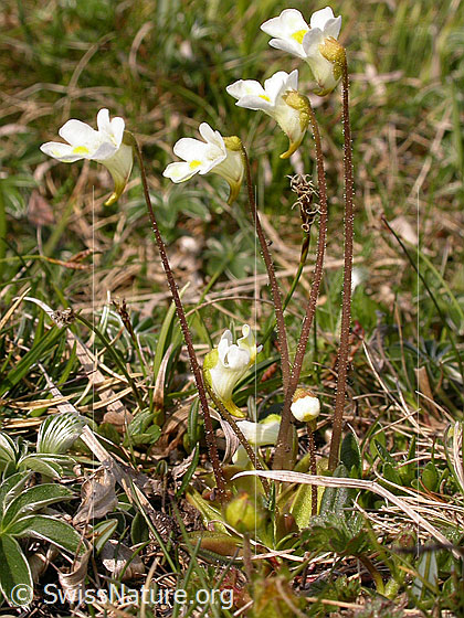 Foto: Alpen-Fettblatt
Lat.: Pinguicula alpina
Familie: Lentibulariaceae (Wasserschlauchgewächse)
Gattung: Pinguicula (Fettkräuter)