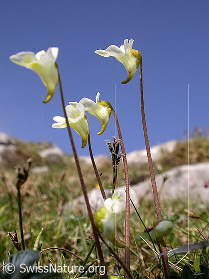 Foto: Alpen-Fettblatt
Lat.: Pinguicula alpina
Familie: Lentibulariaceae (Wasserschlauchgewächse)
Gattung: Pinguicula (Fettkräuter)