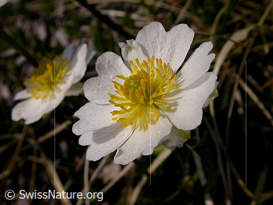 Foto: Alpen-Hahnenfuss, Blüte
Lat.: Ranunculus alpestris
Familie: Ranunculaceae (Hahnenfussgewächse)